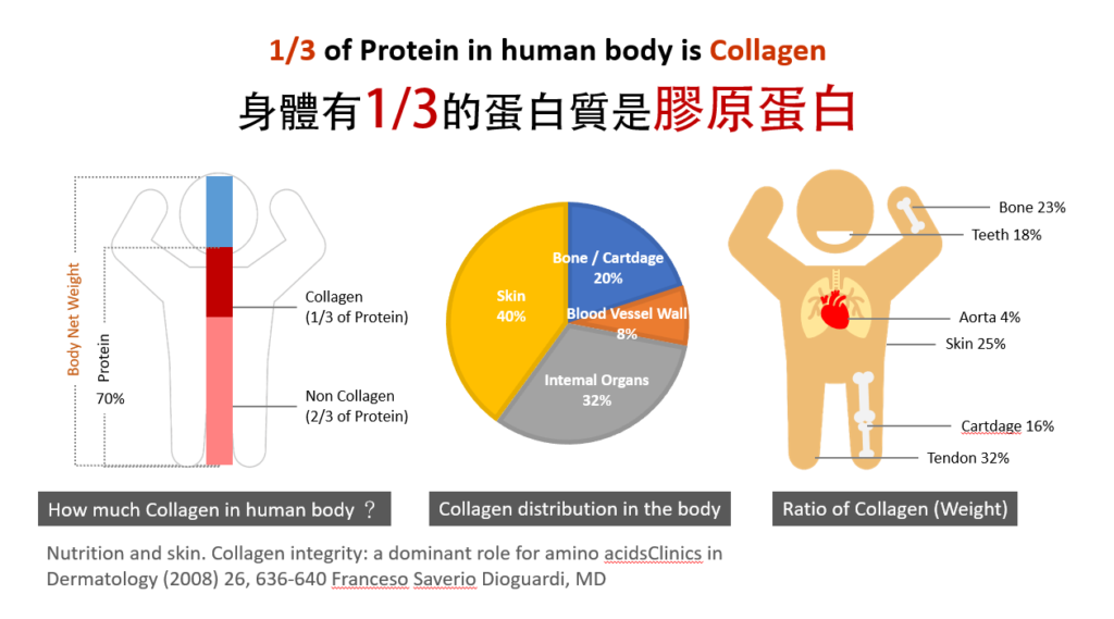 人體內有1/3是膠原蛋白